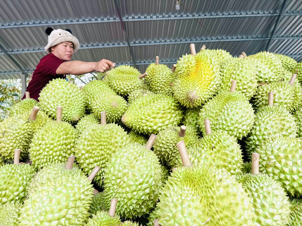 Gỡ 