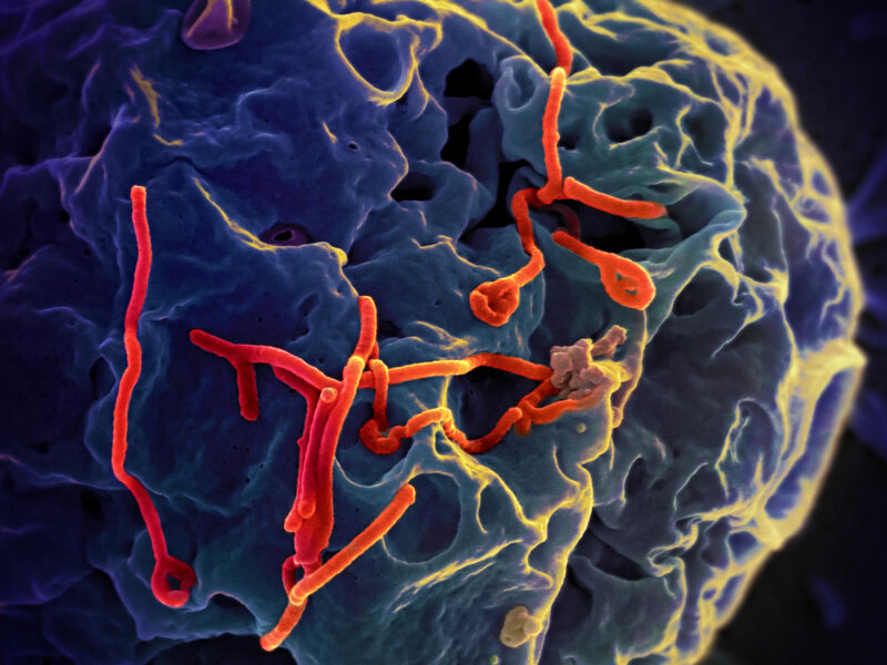 Bộ Y tế thông tin diễn biến phức tạp của dịch bệnh do virus Ebola- Ảnh 1.