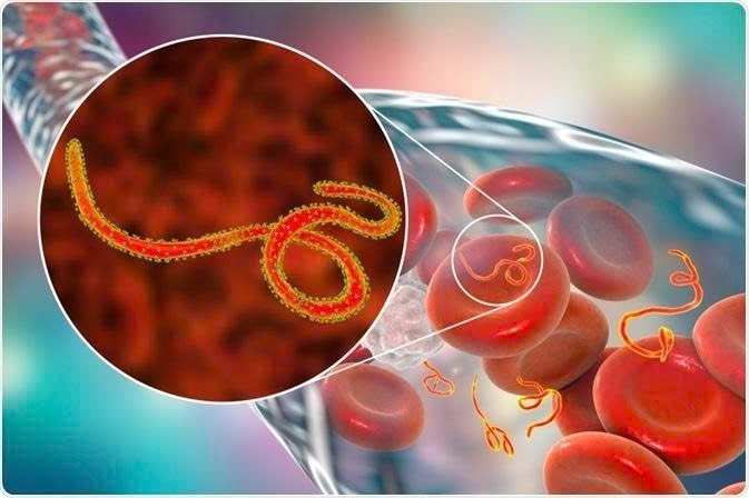 Dịch bệnh Ebola tiếp tục diễn biến phức tạp- Ảnh 1.