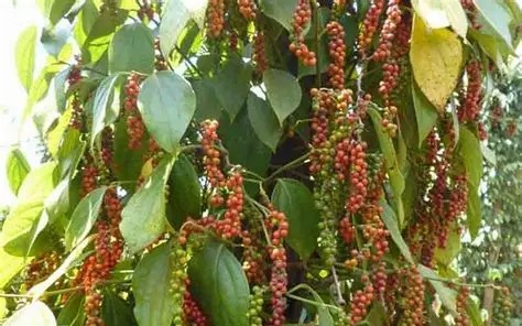 Ngành hồ tiêu bắt nhịp với áp lực cung ứng và chế biến sâu