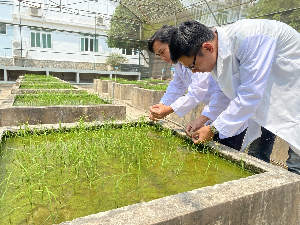 Khoa học công nghệ và hệ sinh thái giống: Đưa nông nghiệp Việt ra thế giới- Ảnh 1.