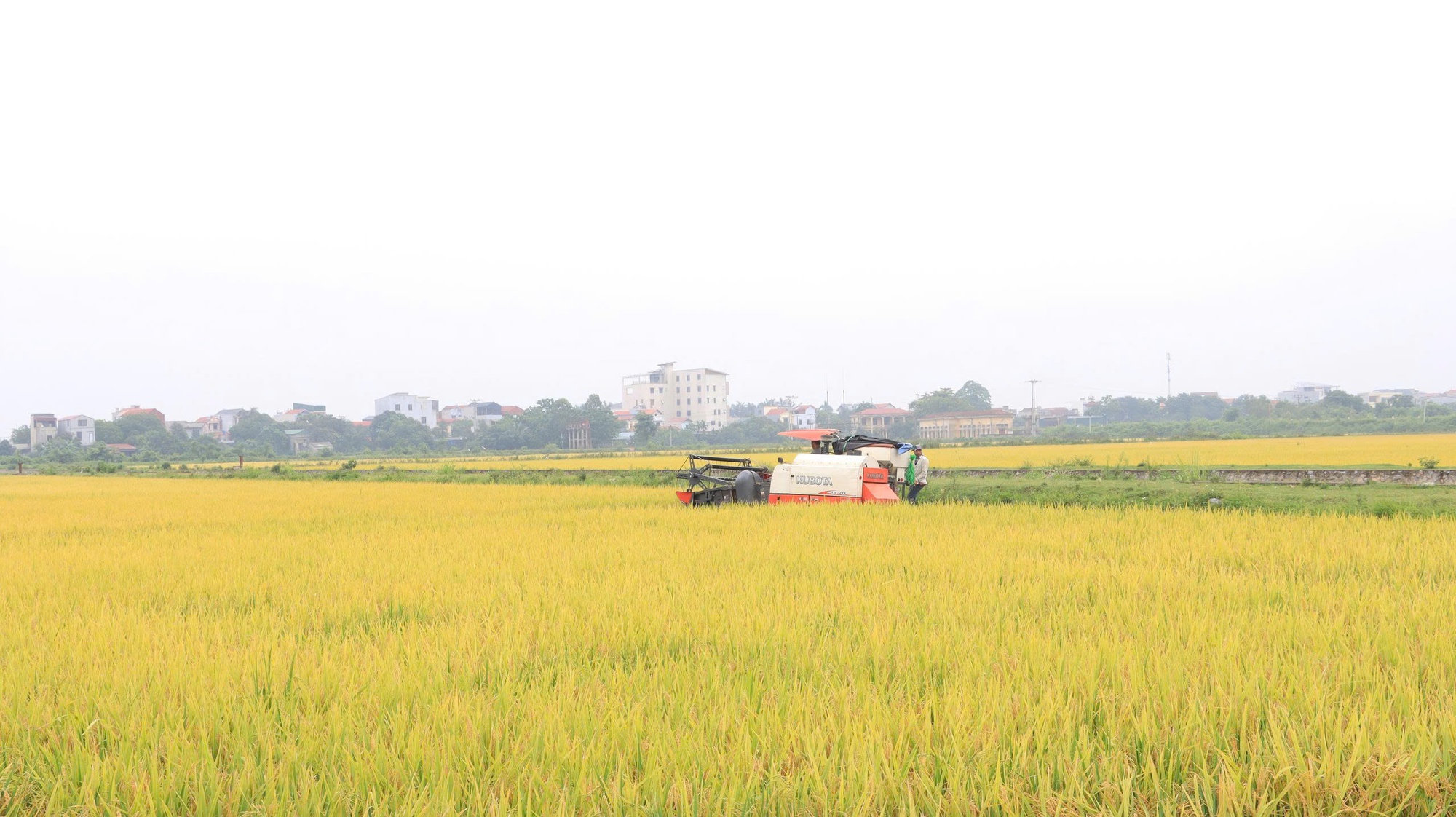 Phát triển lúa VietGAP gắn bao tiêu sản phẩm: Hướng đi bền vững cho nông nghiệp Thủ đô- Ảnh 2.