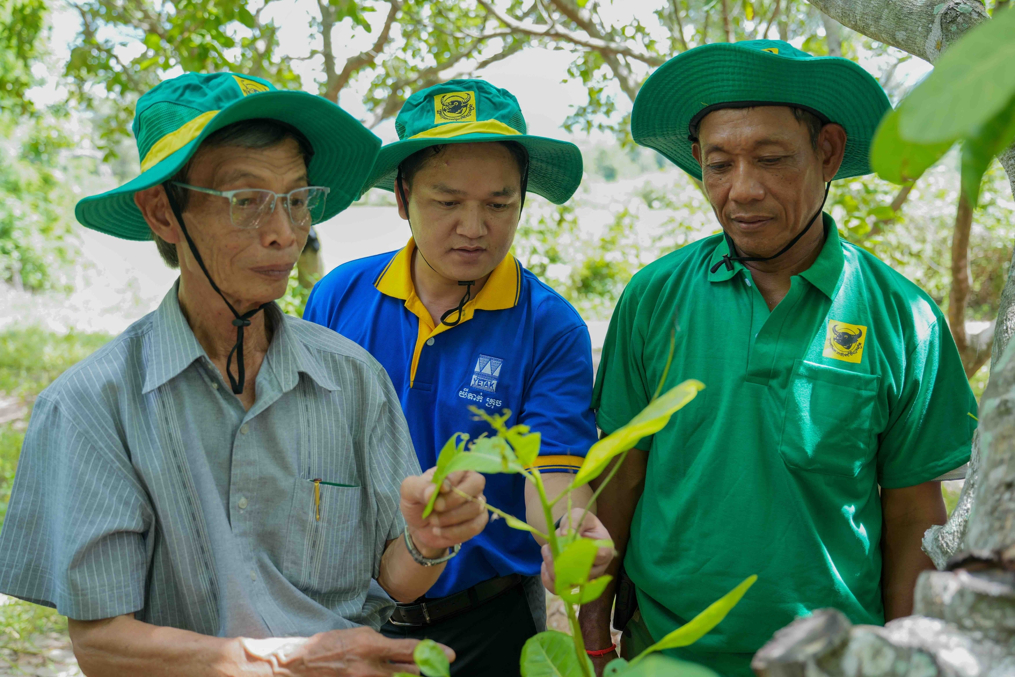 Bình Điền đưa giải pháp dinh dưỡng khoa học đến vùng điều Campuchia- Ảnh 3.