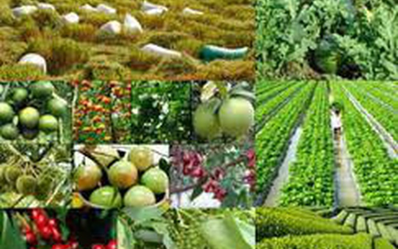 Tổ chức vi phạm về sản xuất, buôn bán giống cây trồng bị phạt đến 100 triệu đồng