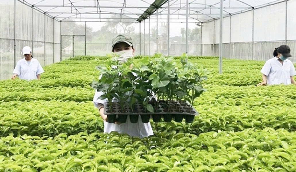 Tổ chức vi phạm về sản xuất, buôn bán giống cây trồng bị phạt đến 100 triệu đồng- Ảnh 1.