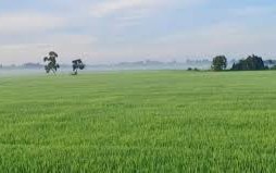 Không trực tiếp sản xuất nông nghiệp có được mua đất trồng lúa?