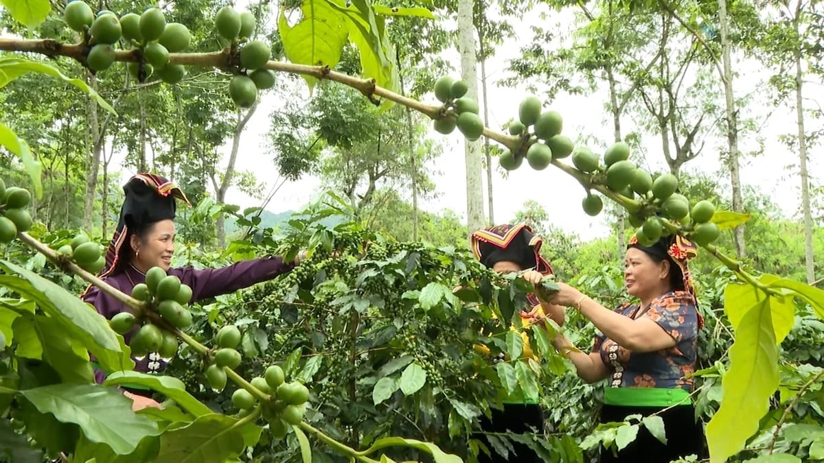 Nông nghiệp xanh nâng tầm chuỗi giá trị nông sản chủ lực Tây Bắc- Ảnh 1.