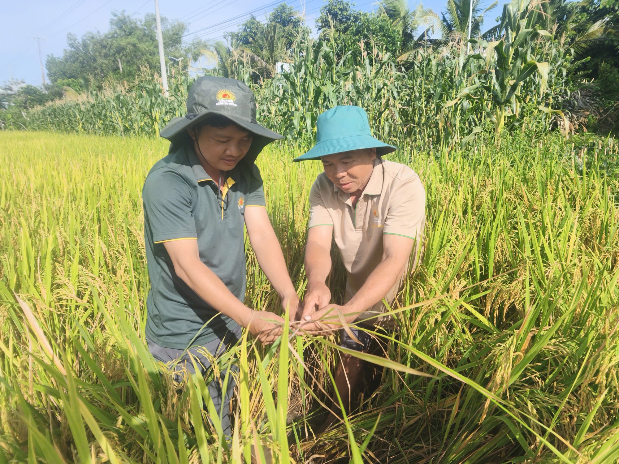 Bài 5: Đề án 1 triệu ha lúa chất lượng cao: Mô hình phải 'sống' được bằng hiệu quả- Ảnh 7.