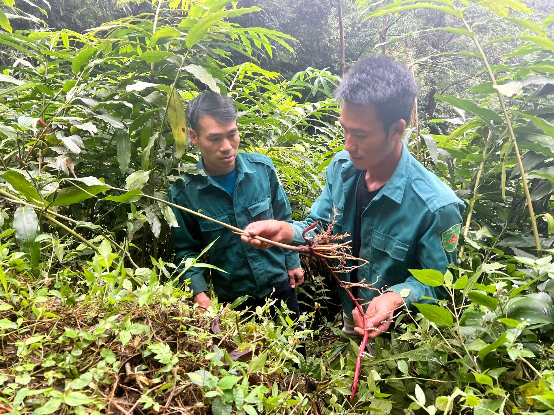 Phát triển kinh tế dưới tán rừng tạo sinh kế cho người dân- Ảnh 1.