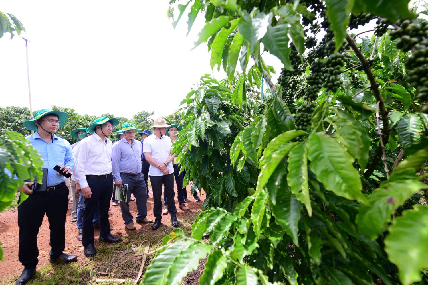 Phân bón Cà Mau nâng tầm giá trị mới cho cà phê Robusta Việt- Ảnh 2.