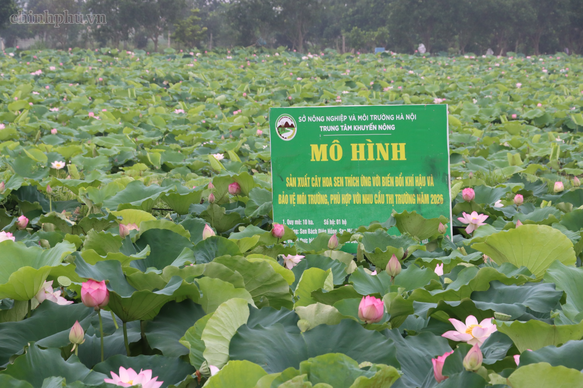Hà Nội mở rộng mô hình trồng sen chất lượng cao, thích ứng biến đổi khí hậu- Ảnh 1.