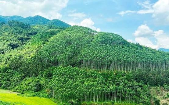 Thành lập Hội đồng thẩm định điều chỉnh Quy hoạch lâm nghiệp tầm nhìn đến năm 2050