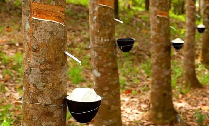 Thị trường tín chỉ carbon: Cơ hội tăng giá trị xuất khẩu cho cao su Việt Nam- Ảnh 1.