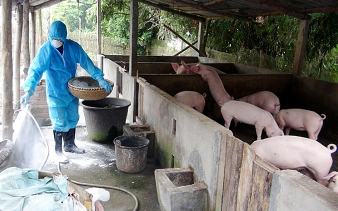 Chính sách hỗ trợ người chăn nuôi bị thiệt hại do Dịch tả lợn Châu Phi