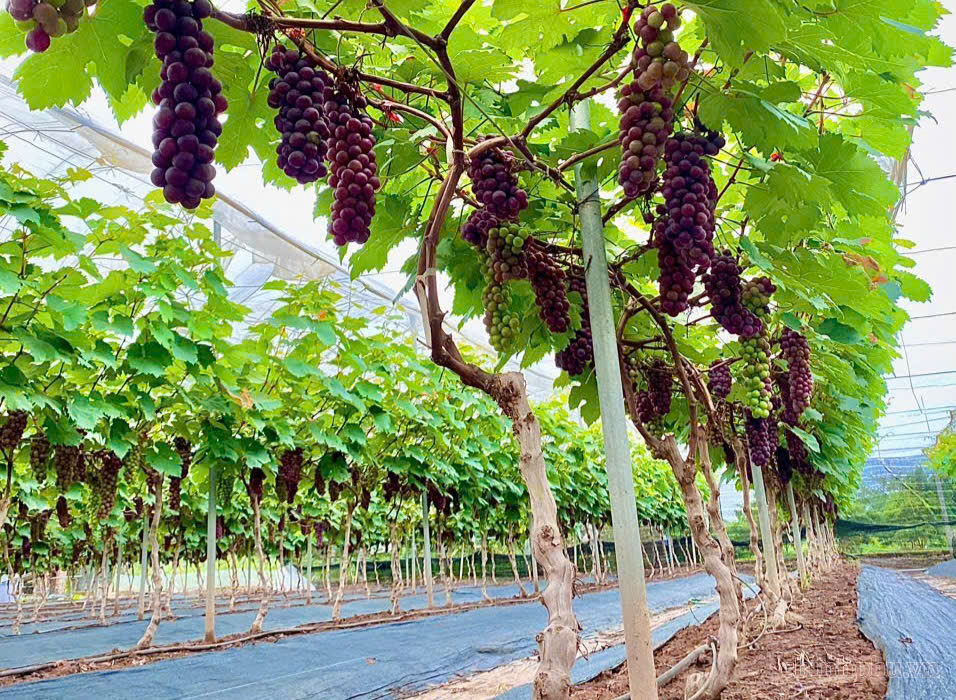 Đẩy mạnh kinh tế hợp tác và trang trại, tạo bệ phóng cho nông nghiệp hiện đại- Ảnh 2.