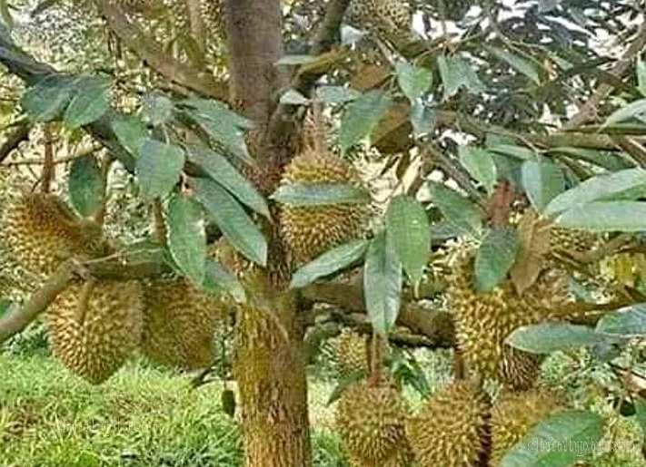Giữ chất lượng, giữ thị trường sầu riêng- Ảnh 1.