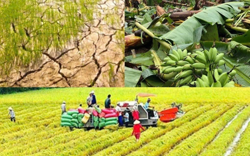 Nâng mức hỗ trợ phí bảo hiểm nông nghiệp
