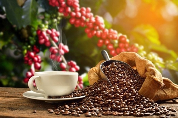 Viet Nam becomes third largest coffee supplier to U.S.  - Ảnh 1.