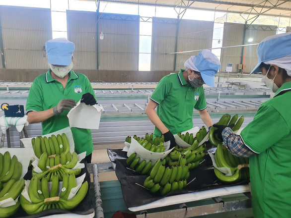 China officially exports fresh bananas to China - Ảnh 1.