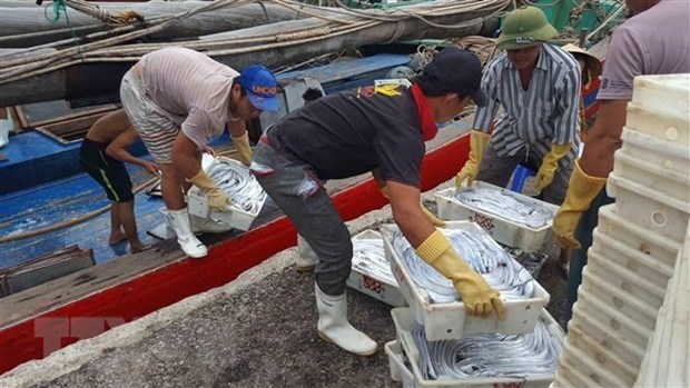 Gov't fixes deadline to end illegal fishing in foreign waters - Ảnh 1.