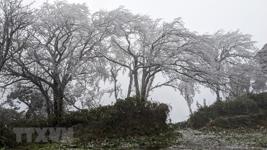 Cao Bang: Frost covers top of Mount Phja Oac
 - Ảnh 1.