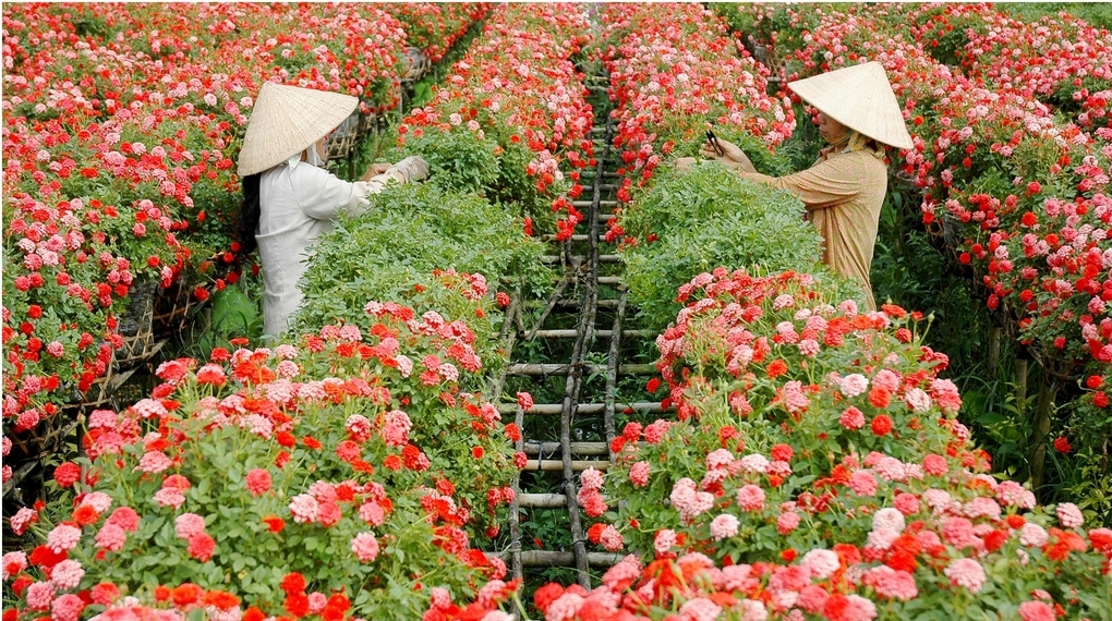 Sa Dec Flower Village, an attractive destination in Tet - Ảnh 6.