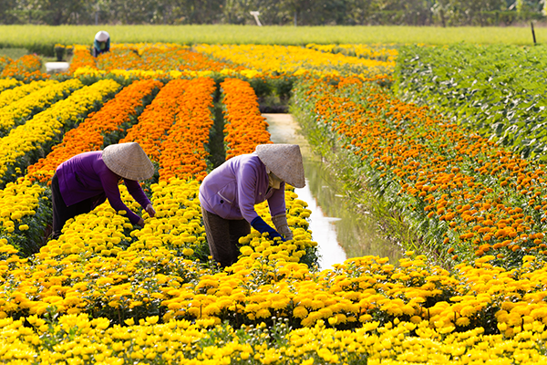 Sa Dec Flower Village, an attractive destination in Tet - Ảnh 7.