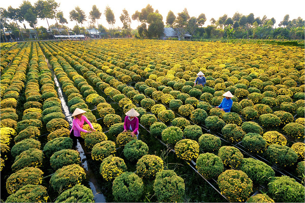 Sa Dec Flower Village, an attractive destination in Tet - Ảnh 1.