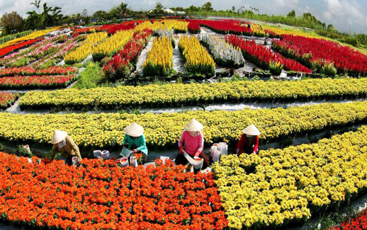 Sa Dec Flower Village, an attractive destination in Tet - Ảnh 3.