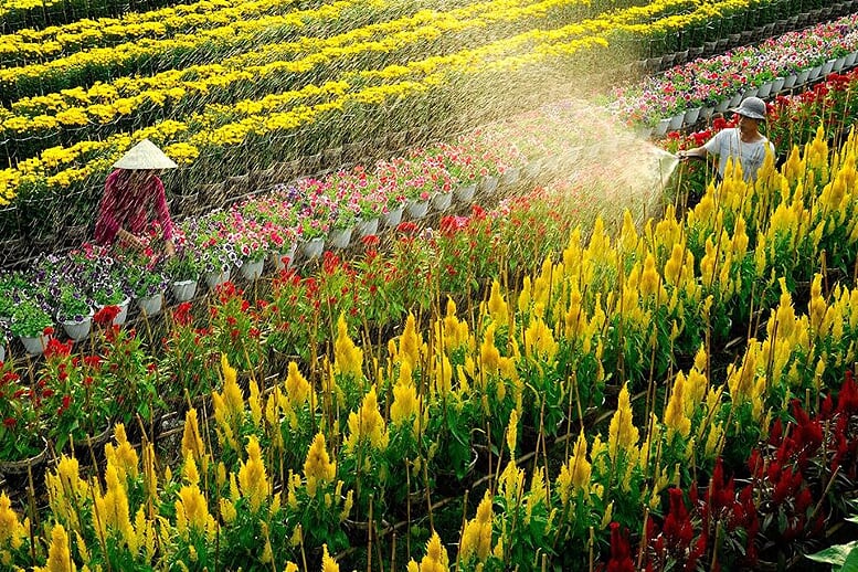 Sa Dec Flower Village, an attractive destination in Tet - Ảnh 5.