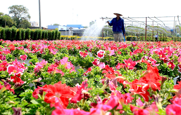 Sa Dec Flower Village, an attractive destination in Tet - Ảnh 4.