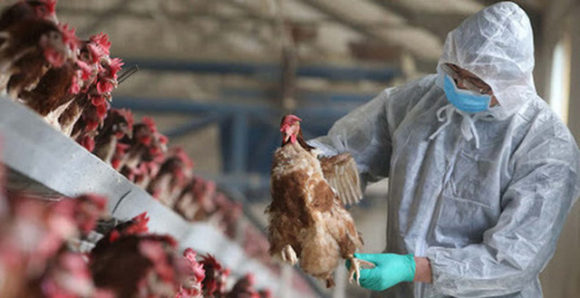 Gov’t asks for prompt actions to prevent avian influenza outbreaks - Ảnh 1.