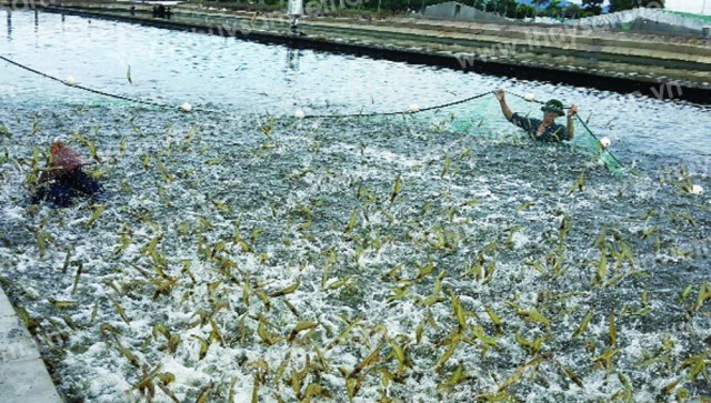 Gov't targets to raise aquatic export value to nearly US$8 bln by 2025 - Ảnh 1.