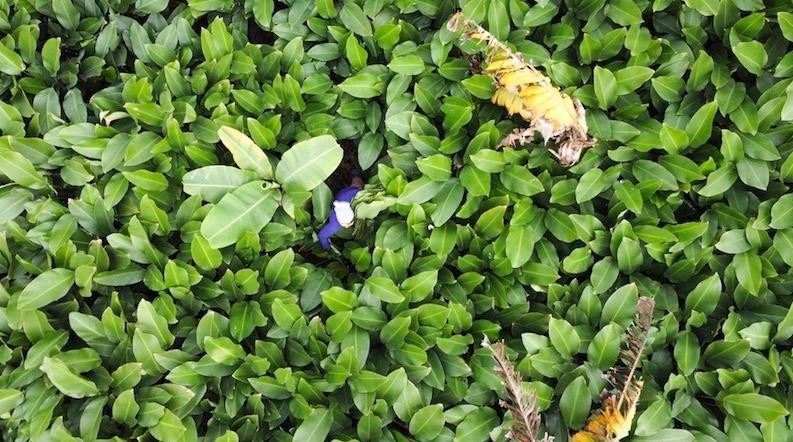 C'est une p&eacute;riode charg&eacute;e dans le village de Trang Cat, la capitale des feuilles de dong - Ảnh 1.