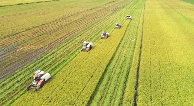 Viet Nam to develop 1 million ha of low-emission high-quality rice by 2030- Ảnh 1.