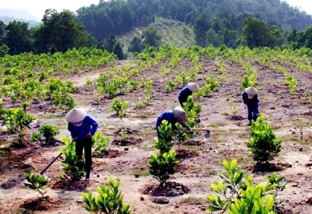 Workshop on deforestation-free commodities production held  - Ảnh 1.