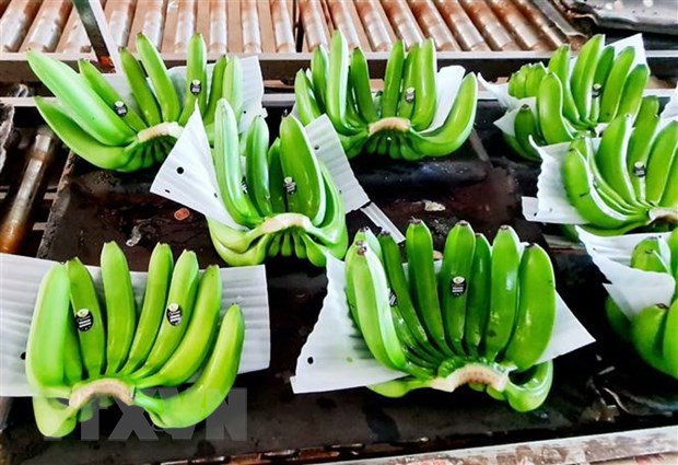 Fruit and vegetable exports see positive signs - Ảnh 1.