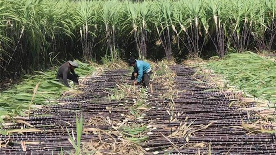 Viet Nam imposes anti-dumping tax on Thai sugar products