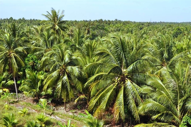 U.S. opens market for Vietnamese coconuts  - Ảnh 1.
