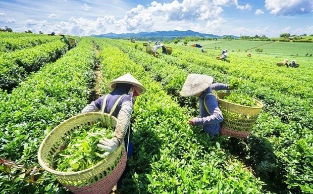 Viet Nam pockets US$21 million from tea exports in January - Ảnh 1.