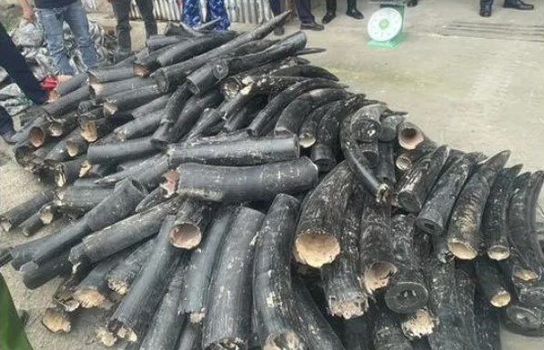 Over 1.5 tons of smuggled ivory tusks seized in Hai Phong- Ảnh 1.
