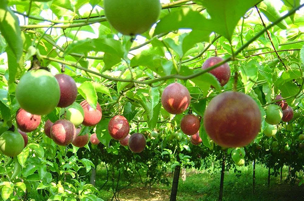 Ample room for Vietnamese fruits to enter U.S.- Ảnh 1.