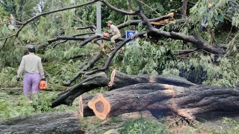 Рабочие убирают вырванные с корнем деревья на улицах Ханоя