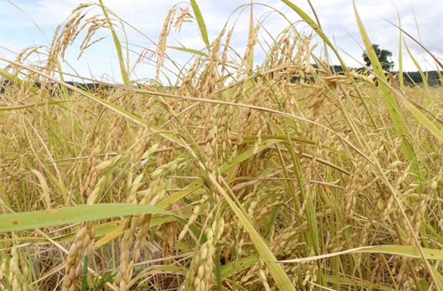 澳大利亚和越南联合研发适应气候变化的新稻种 - Ảnh 1.