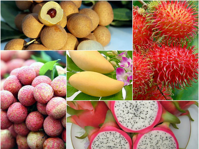 越南中国将签署关于越南水果出口中国植物检疫要求议定书 - Ảnh 1.