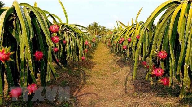马来西亚媒体：越南巩固作为世界上主要水果出口国的地位 - Ảnh 1.
