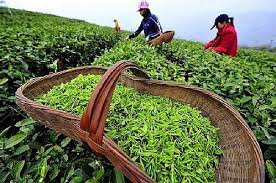 2024年1月份越南茶叶出口创汇2100万美元- Ảnh 1.