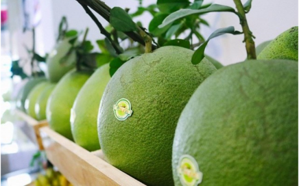 越南新鲜柚子获准输韩国