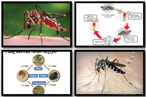 Phân biệt giữa sốt dengue và sốt xuất huyết dengue