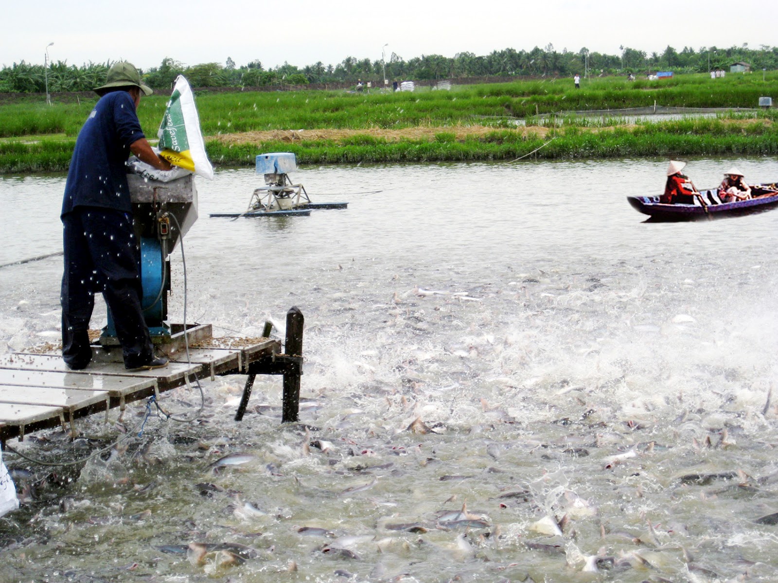 Đưa ao nuôi cá tra Việt Nam lên bản đồ Google